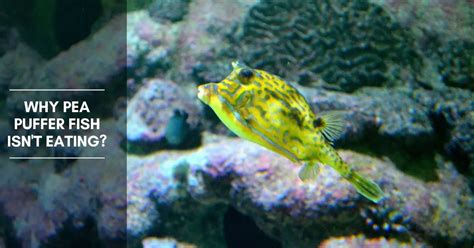 Why Pea Puffer Fish Isn't Eating?: A Guide to Diet - The Aquarium Adviser