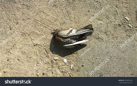 Dead Dove Stock Photo 343829438 Shutterstock