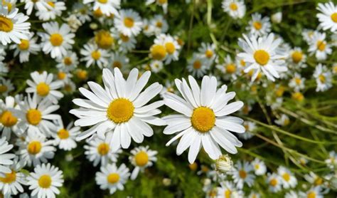 Un Jardin Nourricier Au Pied De Vos Fruitiers Les Bonnes Associations