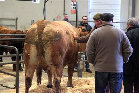 CENTRAL AGROPECUARIA DE GALICIA ABANCA Subasta De Vacas Terneros Y Cebo