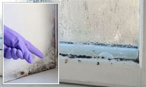 How To Prevent Condensation Dampness And Mould In Homes ‘easy Diy