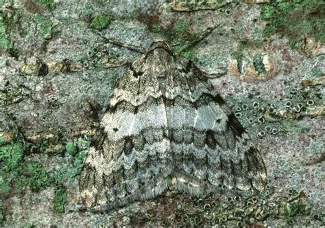 Autumnal moth - Alchetron, The Free Social Encyclopedia