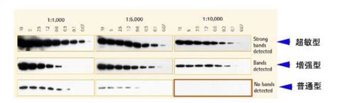 Western Blot常见问题及解决方法 商家动态 生物在线 Lab On Web