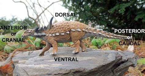 Equatorial Minnesota Anatomical Terms Of Location