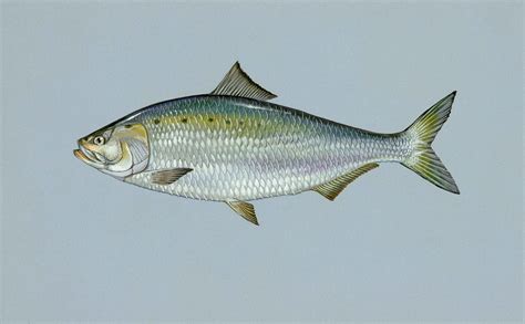 Free Photo Sapidissima Alosa Fish Shad Free Image On Pixabay 387151