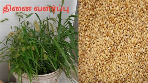 First Harvest Of Foxtail Millets Thinai Aruvadai In Home For Birds