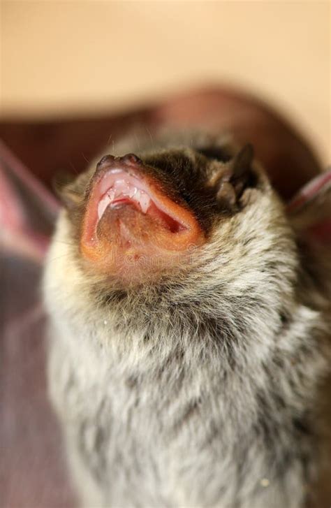 Bat Fangs Stock Photo Image Of Wings Vampire Mammal 62263612