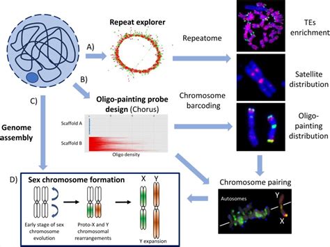 Sexy Ways Approaches To Studying Plant Sex Chromosomes PMC