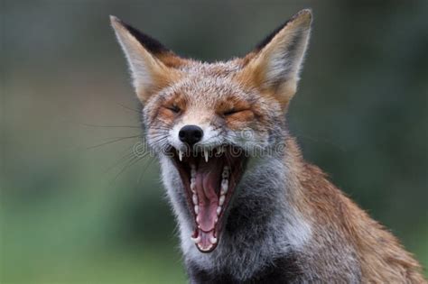 Red Fox Male Snarling Stock Photo Image Of Mouth Animal 15672916