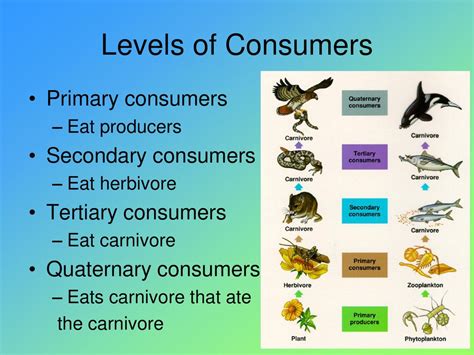 Chapter 3 How Ecosystems Work Ppt Download