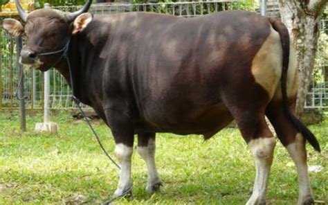 Sapi - Teknik Persilangan Pada Sapi Belgian Blue / To date, a number of ...