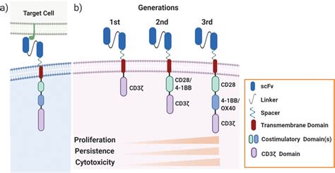 Structure And Generations Of Chimeric Antigen Receptor Car T Cells