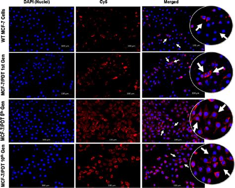 Frontiers Characterization Of Resistant Mcf Breast Cancer Cells