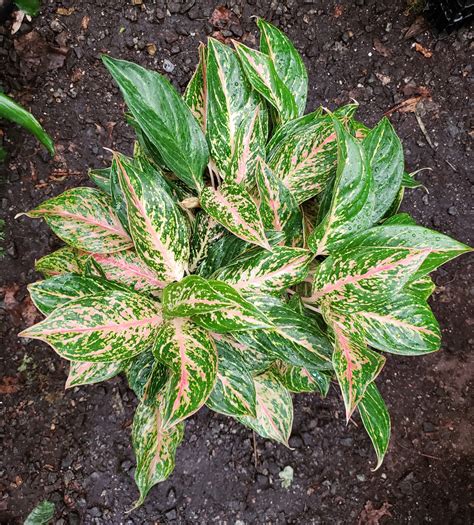 Aglaonema ‘Pink’ (10″) | ExtraPlants