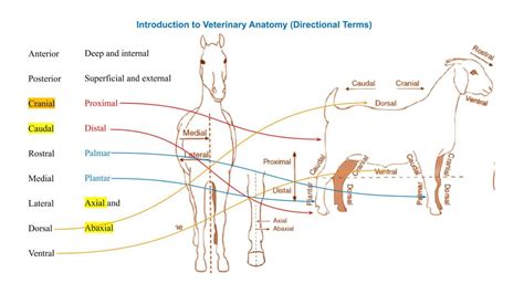 Veterinary Anatomy Notes > Premium Veterinary Anatomy Course and Notes ...