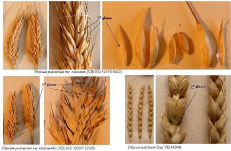 Varieties Of Triticum Polonicum With Third Glume Figure 8 Triticum