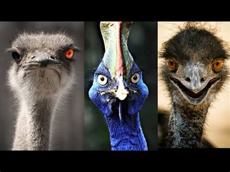 Descubre el fascinante mundo del ave que no vuela: todo lo que ...