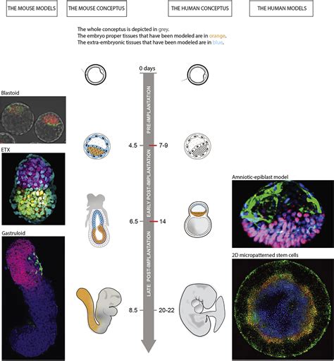 Toward Guidelines For Research On Human Embryo Models Formed From Stem