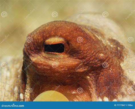 Octopus Eye stock image. Image of rocks, nature, camouflage - 7777847