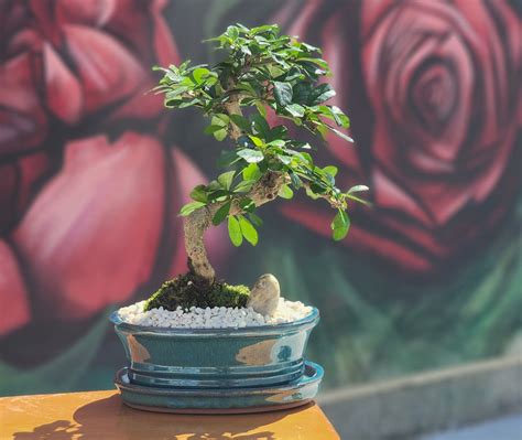 Fukien Tea Carmona Retusa Bonsai Ottawa