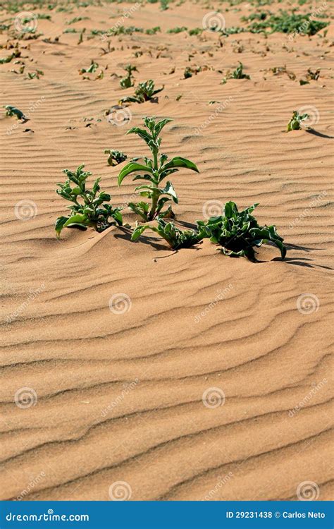 Xerophytic Plant In The Sandy Namib Desert. Stock Photo - Image: 29231438