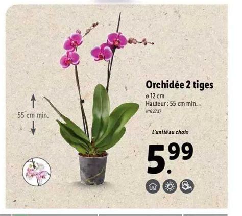 Promo Orchid E Tiges Chez Lidl Icatalogue Fr