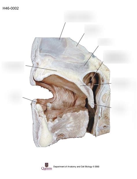 Mouth Diagram Quizlet