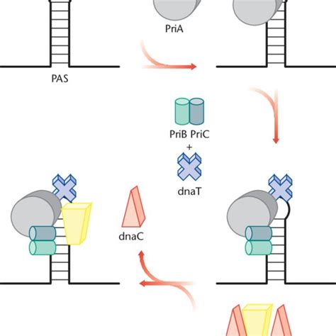 T7 Dna Replication Dna Replication Of The T7 Phage Initiates Through Download Scientific