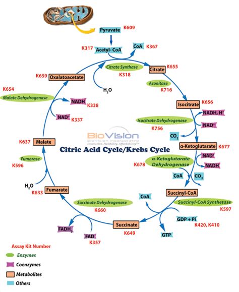 Krebs Cycle Steps And Products • Microbe Online 44 Off