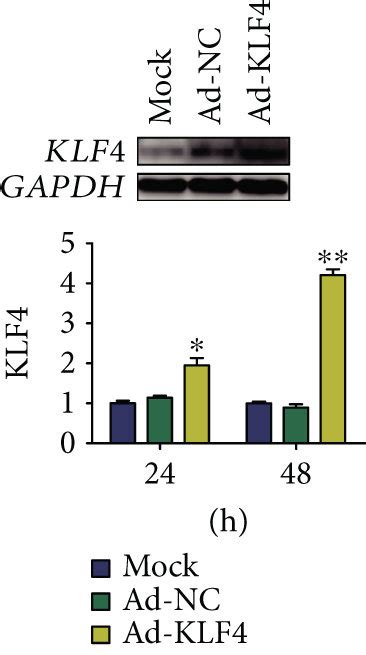 The Regulatory Effect Of Klf On Downstream Inflammatory Factors A