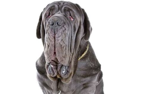 Mastino Napoletano Storia Aspetto Carattere Cura E Prezzo