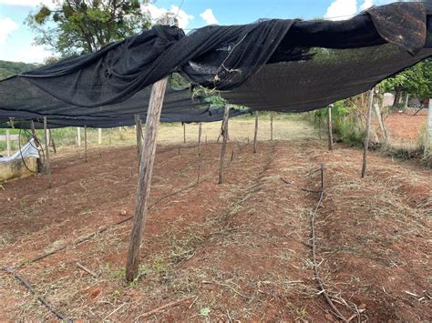 Secretaria De Agricultura Intensifica Trabalho As Hortas Urbanas Do