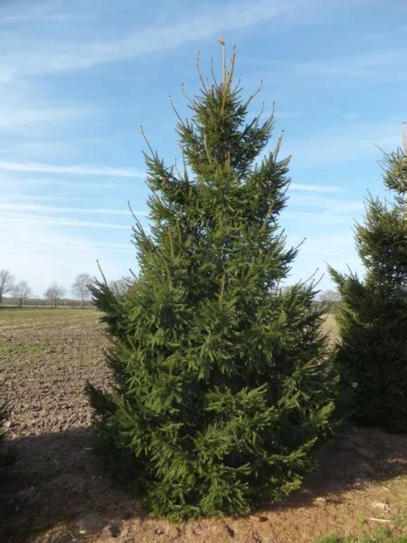 Picea Abies Pinaceae Van Den Berk Nurseries