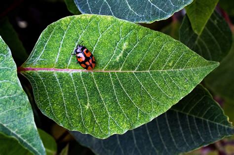 Mariquita Insecto Escarabajo De La - Foto gratis en Pixabay - Pixabay