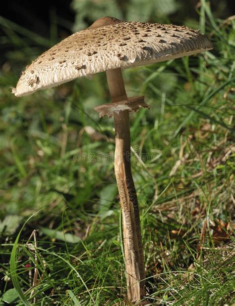 Parasol Mushroom Stock Image Image Of Tall Fall Procera 16657797