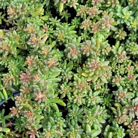 Sedum Album Coral Carpet 45 Evergreen Nursery Inc