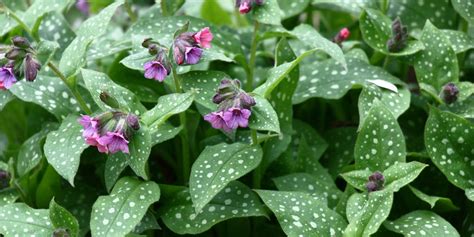 Pulmonaria Plant Growth and Care Guide - GFL Outdoors