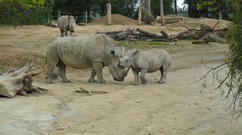 Our New Zealand Adventures Hamilton Zoo