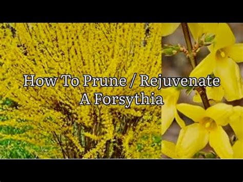 How To Prune Rejuvenate A Forsythia Pruning Forsythia Shrubs