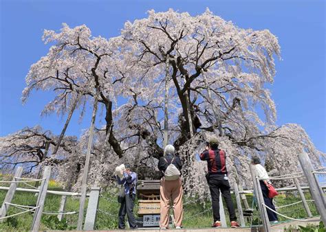 【動画】樹齢1000年超の一本桜、観光客魅了 福島「三春滝桜」 桜便り2024 産経ニュース