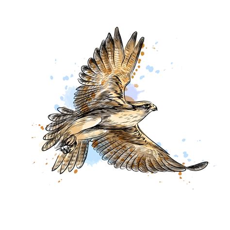 Falcon in flight from a splash of watercolor hand drawn sketch Vector ...