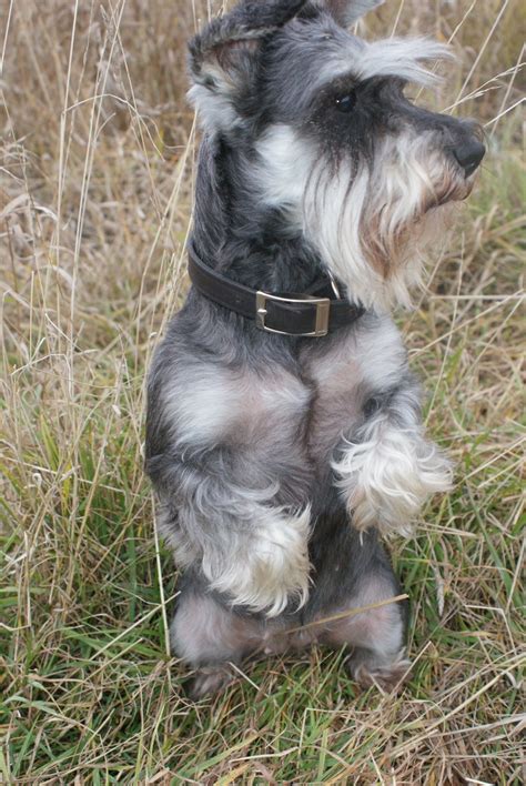 Pin By Julie Pontillo Henderson On Schnauzersschnoodles Oh My