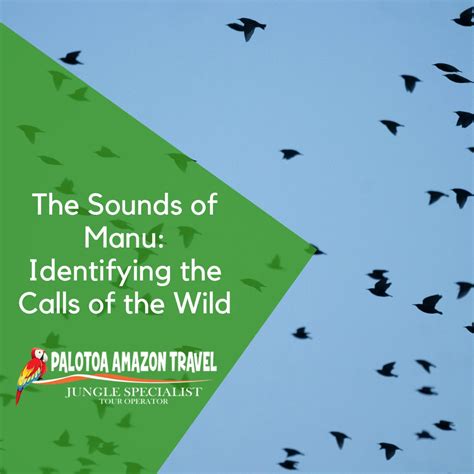 The Sounds Of Manu Palotoa Amazon Travel