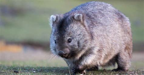 Wombat Pet