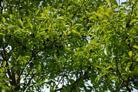 Alnus Japonica Betulaceae Van Den Berk Nurseries