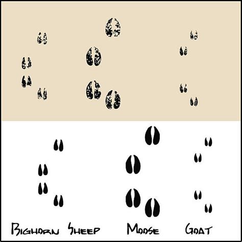 10 Goat Hoof Prints Drawings Illustrations Royalty Free Vector