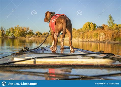 Chien De Terrier De Pitbull Dans Le Gilet De Sauvetage Image Stock