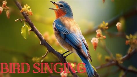 Beautiful Bird Song Beautiful Bird Sounds Relieve Stress Create