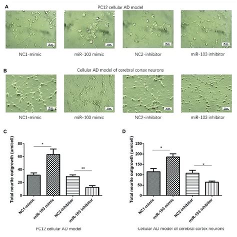 Total Neurite Outgrowth Regulated By Mir A B Presented Cells