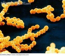 Eubacteria Examples - Classification